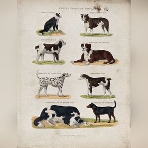 Vintage Dog Breeds Educational Wall Art Print - Domestic Dogs Collection